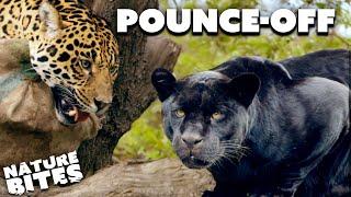 Who Will Win in the Jaguar Pounce Off?   The Secret Life of the Zoo  Nature Bites