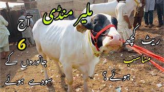 Malir Mandi Karachi Cattle Rates Update  1 March  2022  Cow Mandi 2022