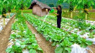 Traditional Cabbage and Pumpkin Care 02 year living in forest