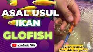 Membuat Ikan Glofish Ternyata Seperti Ini Mengenal Ikan Glofish