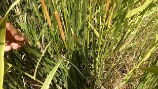 Hasır otu kova otu saz sipsi kamışı bitkisi hakkında bilgiler bataklık yerde yetişen endemik bitki