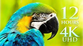 12 HOUR 4K FILM Splendors of Nature Planet Earths Wonders by Drone Land & Sea - 4K UHD No Loops