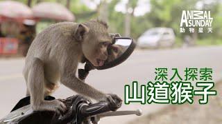 動物星天頻道 EP14《深入探索：山道猴子》搶先看 4K