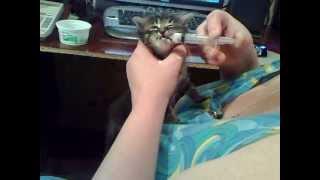 Кормление грудного котёнка со шприца молочком. Вся мордашка вокруг ротика белая