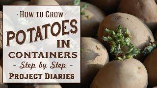  How to Grow Potatoes in Containers Step by Step Guide