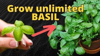 HOW TO Grow BASIL at Home from Store-bought 2 EASY Methods