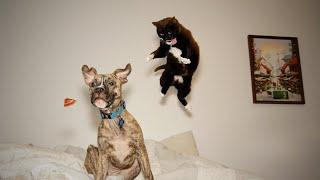 Самые смешные и милые котики и собаки  Подборка смешных видео #11