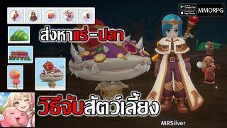 วิธีจับ สัตว์เลี้ยง ตัวช่วยส่งหา แร่-ปลา-พืช ปล่อยตลาดเป็นเพชรได้ด้วย Ragnarok Rebirth