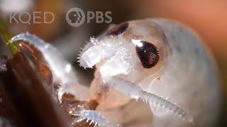 These Acrobatic Beach Hoppers Shred All Night Long  Deep Look