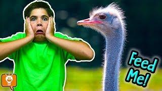 FEED the OSTRICH Dont Get BIT Game Trixster Challenge by HobbyFamilyTV