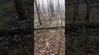 коп на позициях войск вермахта #коп #ww2 #metaldetecting #shorts #клад #находки #копвлесу #копмонет