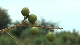 ಚಿಕ್ಕಬಳ್ಳಾಪುರದಲ್ಲಿ ಅಪರೂಪದ ಲಾಂಗನ್ ಹಣ್ಣು - ಡಾ. ಎಸ್.ವಿ.ಹಿತ್ತಲಮನಿ Longan  Cultivation in Chikkaballapura