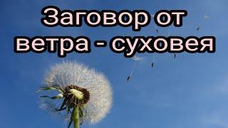 Заговор от ветра-суховея. Заговоры и Ритуалы. Суеверия.