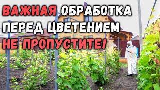 Важная обработка перед цветением не пропустите