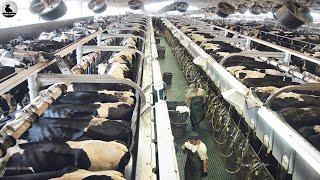 1 millón litro leche cosechados al día Nueva raza vacas lecheras gigantes aumenta producción en 30%