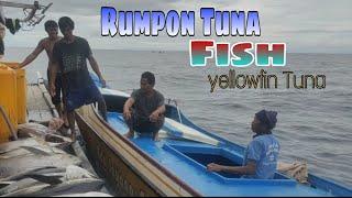 mancing tuna di rumpon - ini hasil nelayan tuna di rumpon selama 2 hari