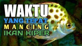 WAKTU YANG TEPAT MANCING IKAN KIPER  IKAN KITANG