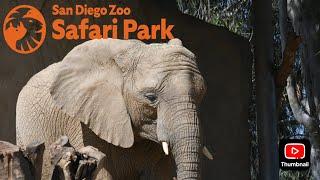 Safari Park Elephant Training