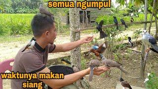 COBA CARA INI_semua burung pasti jinak