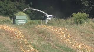 7500 Tonnen Mais müssen von Acker Biogas Anlage in Bad Blumau in der  Oststeiermark mit Claas Jaguar