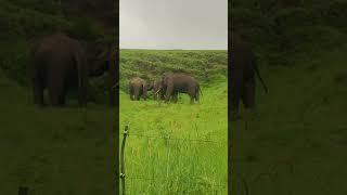 Wild Elephants Spotted at Munnar  #Munnar #Shorts