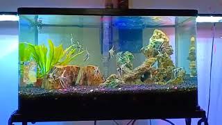 Aquascape man fish