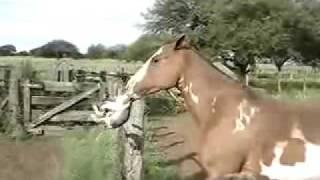 This horse is acting like a freaking jackass