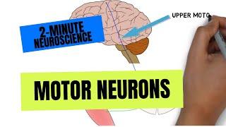 2-Minute Neuroscience Motor Neurons