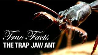 True Facts Trap Jaw Ants