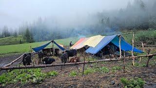 Best Nepali Mountain Village Life In Rainy Season Relaxing Buffalo Herdsmen Life In The Shed