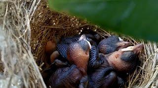 Baby birds sleeping in their nest