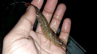 Tes umpan udang hidup malam hari di laut dangkal ternyata hasilnya ??