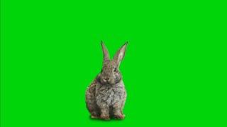 Rabbit Green Screen Effect HD video Footage  chroma key