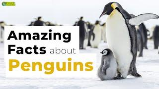 Amazing Facts About Penguins  Learn All About Penguins- Animals for Kids - Educational Video