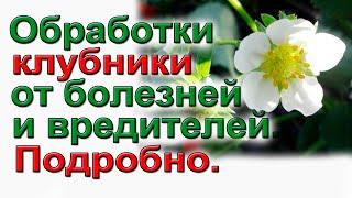 Обязательно обработайте клубнику до цветения от болезней и вредителей.