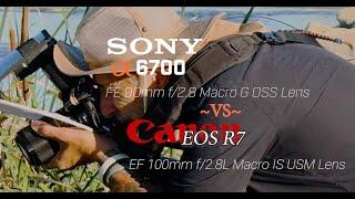 Sony A6700 VS Canon R7 - A macro comparison  photos and video. Which one is your favorite?