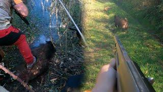 Wild boar hunting - amazing shoots in dens and in herd of wild boars