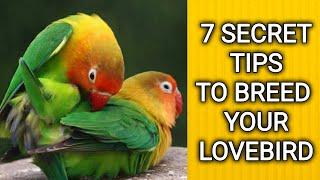 Lovebird breeding  Breeding cage breeding box and love bird breeding tips