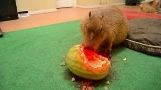 capybara eats lava