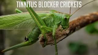 Tinnitus Therapy Just Crickets The Best 11 Hours