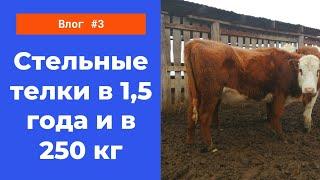 Стельные телки В 15 года весом 250 Кг