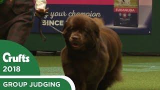 Working Group Judging  Crufts 2018