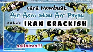 Cara Membuat Air Asin atau Air Payau untuk Ikan Brackish - Ikan Bumblebee Grouper BBG Kerapu Emas