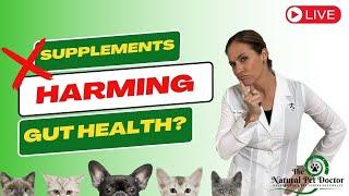 Behind the Label Are You Using Supplements That Are Harmful To Your Pets Gut Health