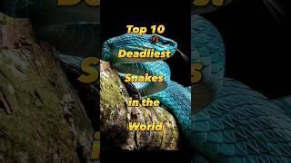 Top 10 Most Dangerous Snakes in the World  #shorts #snakes #top10