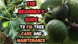 The Beginners Guide to Fig Tree Care and Maintenance #fig #figs #gardening #gardeningtips #plants