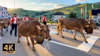 Saturday May 18th 2024 - Yodeling with the cows through the village of Urnäsch - Swiss Cattle Drive