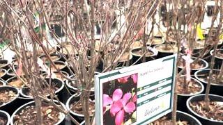 Flowering dogwood tree types to choose from 