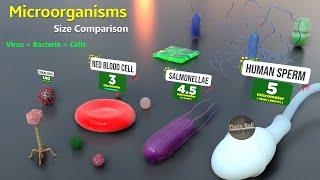 How Microorganisms looks under the microscope   Virus Size  Bacteria size  Antibodies size