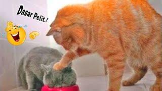 TAHAN TAWA 10 Menit Kompilasi Video Kucing Lucu Banget Bikin Ngakak yang Akan Membuatmu Tertawa